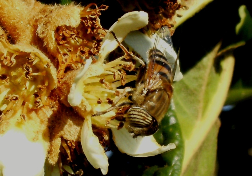 Impollinatori natalizi (Imenotteri e ditteri)